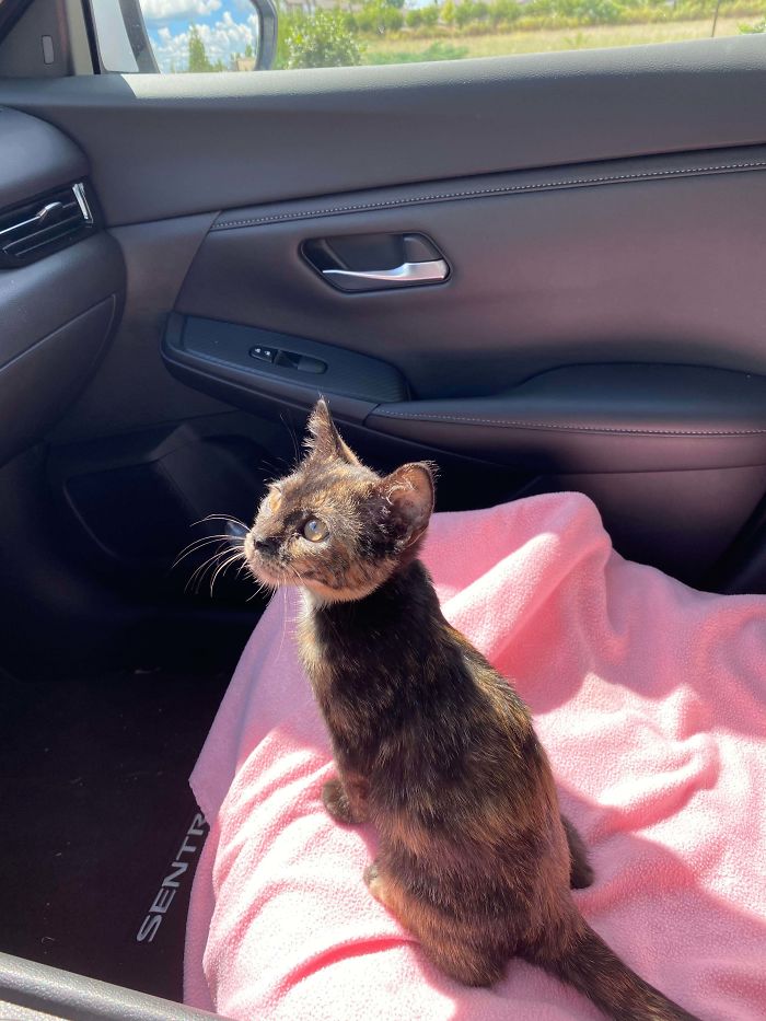 I Adopted My First Kitten Last Week. I Might Be Biased But I Think She’s One Of The Most Photogenic Kitties Out There