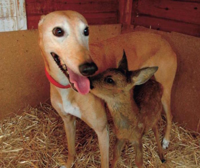 A Dog Named Jasmine Was A ‘Surrogate Mother’ To Over 50 Rescued Animals; Including Puppies, Foxes, 4 Badger Cubs, 15 Chicks, 8 Guinea Pigs, 15 Rabbits, A Deer And A Goose. She Nursed Each With Affection, Taking Care Of Them As Soon As They Arrived