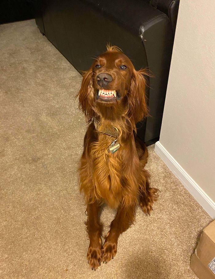 Rosie Grins When She Gets Excited, And This Is What I Come Home To Every Day