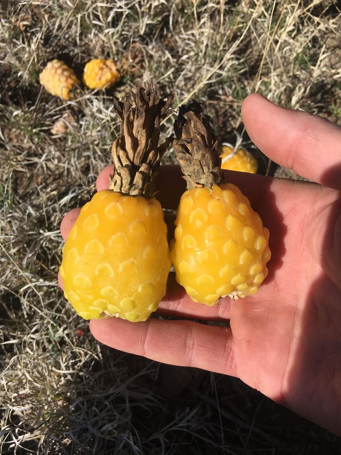 These Cactus Fruits Look Like Tiny Pineapples