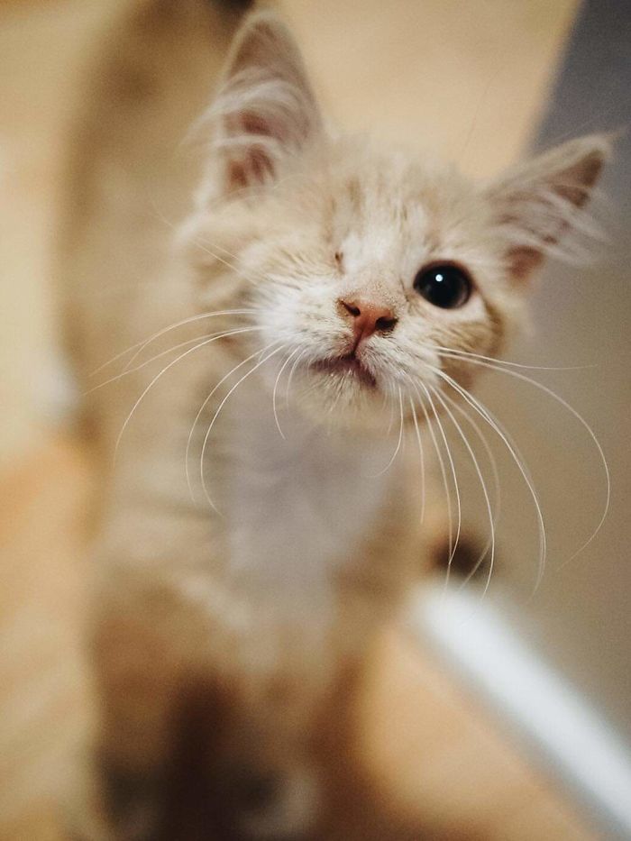 Meet The Newest Member Of Our Family. Princess Peach!