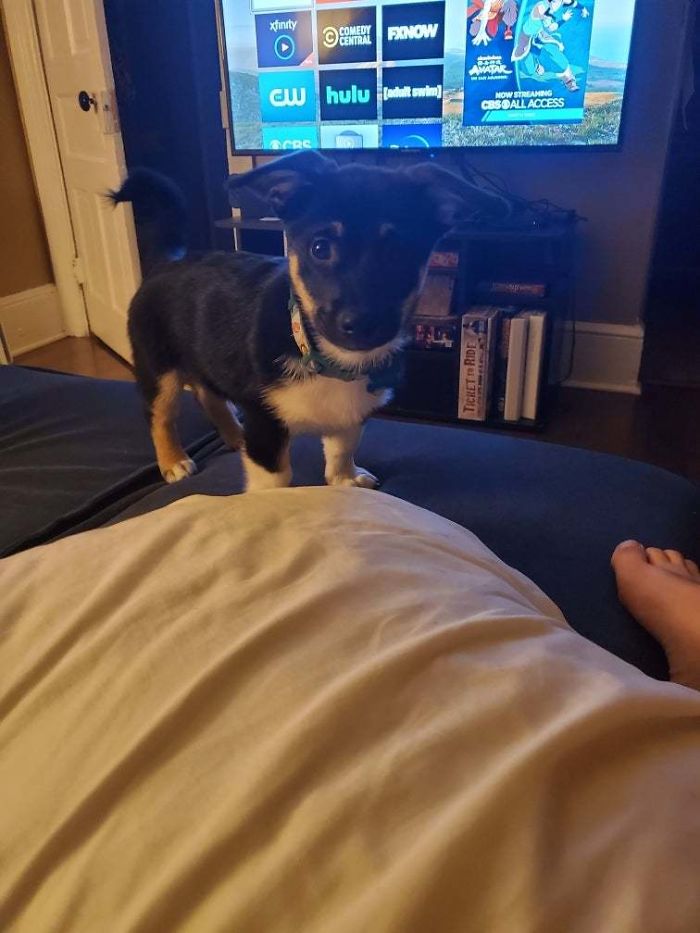 Charlie! He Was My Sober Gift To Myself. 130 Days Alcohol Free Today