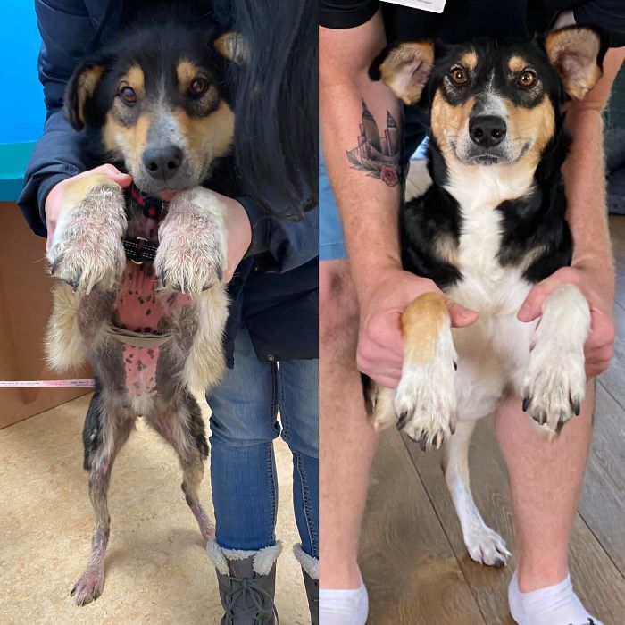 My Girlfriend And I Have Been Fostering Donna, A Stray Dog With Severe Mange, For The Last Four Months