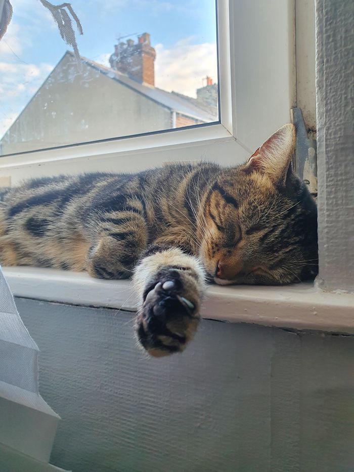 Absolutely Adore My Tiny Tiger Who Decided To Adopt Me During Lockdown. Shes Mine For Life