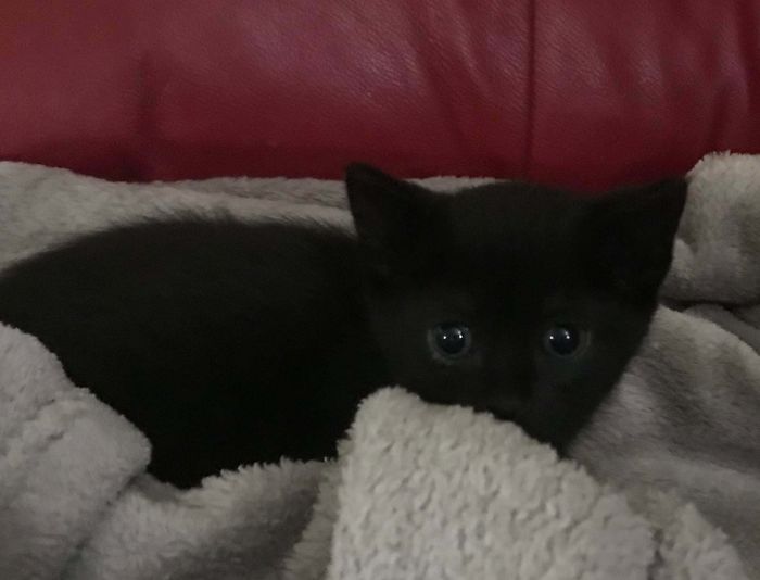 This Is Lucky. He Was Thrown Out Of A Car Window But Thankfully Wasn't Hurt. Now He's My Sweet Boy