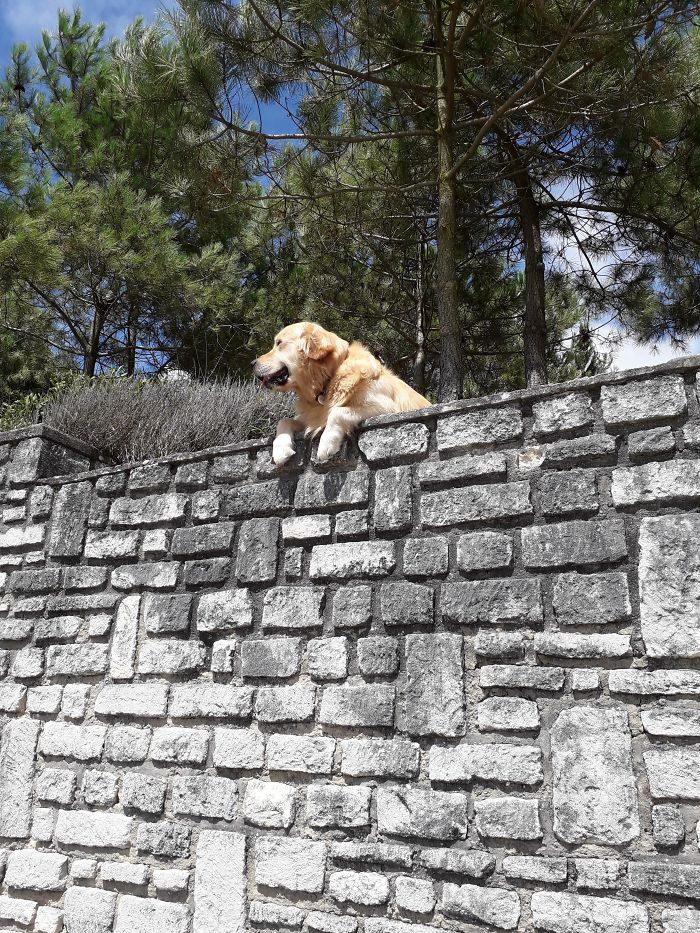 I Walk Here Everyday And Every Time This Cute Doggo Is There Staring At The Ocean