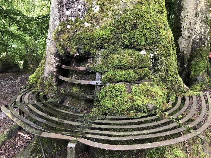 This Tree That Has Absorbed Its Bench Over The Years