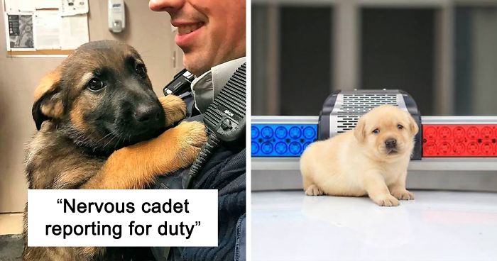 30 Times Police Puppies Tried To Act Tough But They Just Looked Adorable Instead