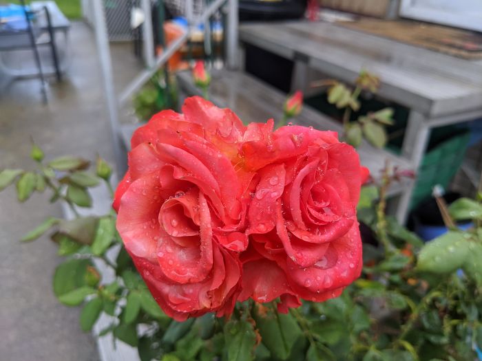Two-Headed Rose On My Bush