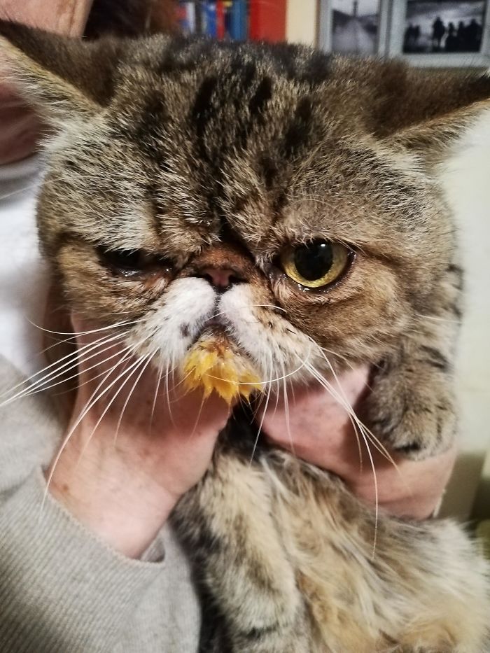Caught My Old Mate Eating My Soup While I Was On The Phone. It's More Than 10 Years Now That I Have To Pay Attention To Him Everytime I Eat. He Never Gives Up. I Love Him