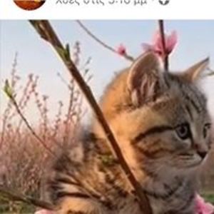 angeliki_riska avatar