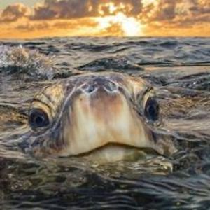 threeboydragons avatar