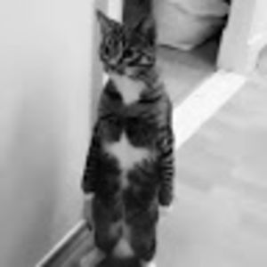 laurencefaure avatar