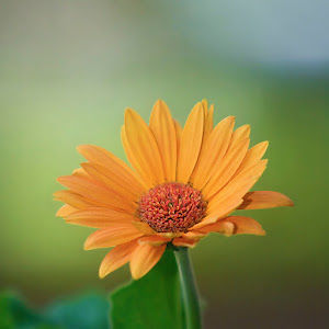 dreamr1975alva avatar