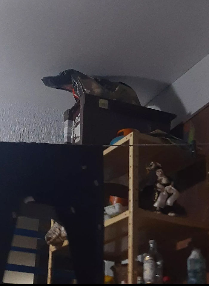 That Folded Dog Food Bag On The Top Of The Shelf Looks Like A Dog From This Angle