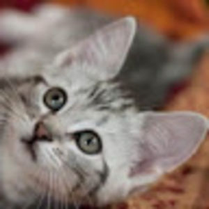 jacobshealyses avatar