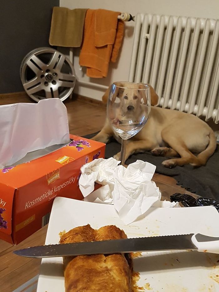 Pets-Animals-Behind-Glasses