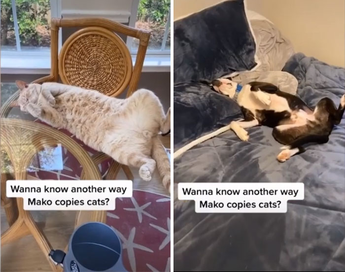 This Shelter Pit Bull Thinks He's A Cat, And His New Family Keeps Posting Photos That Prove It This Shelter Pit Bull Thinks He's A Cat, And His New Family Keeps Posting Photos That Prove It