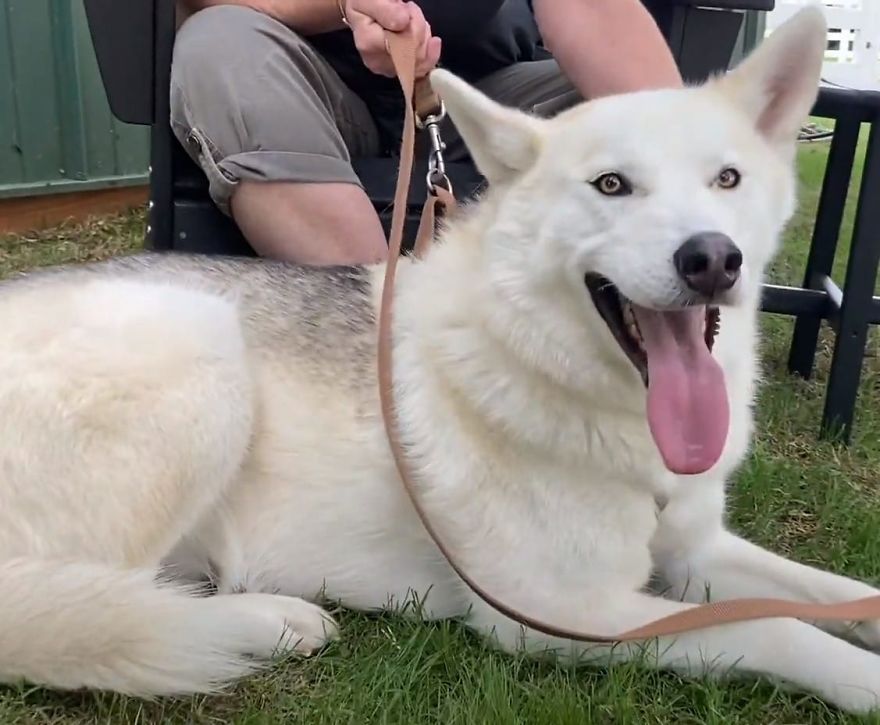 Cruel Man Starves Husky As Revenge On His Wife That Divorced Him, The Dog Undergoes Amazing Transformation After Being Rescued Cruel Man Starves Husky As Revenge On His Wife That Divorced Him, The Dog Undergoes Amazing Transformation After Being Rescued