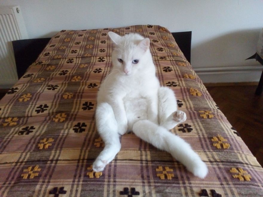 We Adopted A Stray Kitten, And He Grew Up Into A Lean Mean Posing Machine