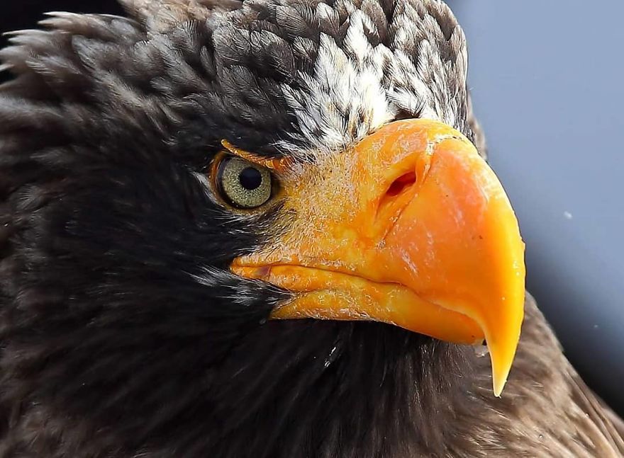 This Russian Photographer Travels To Dangerous Places To Show The Beauty Of Wildlife