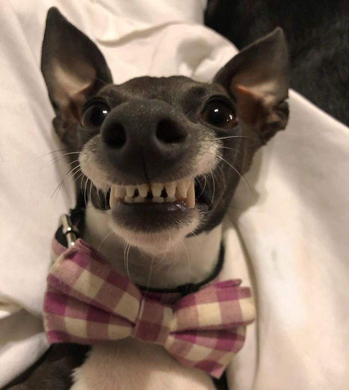 This Dog Is Gaining The Internet Because Of Its Delicious Human Expressions