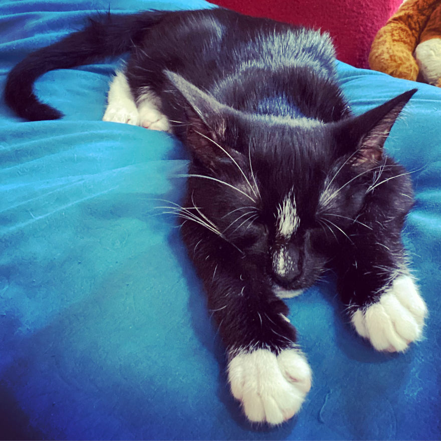 My 18 Pics Of Two Kittens That I Adopted During The Pandemic My 18 Pics Of Two Kittens That I Adopted During The Pandemic