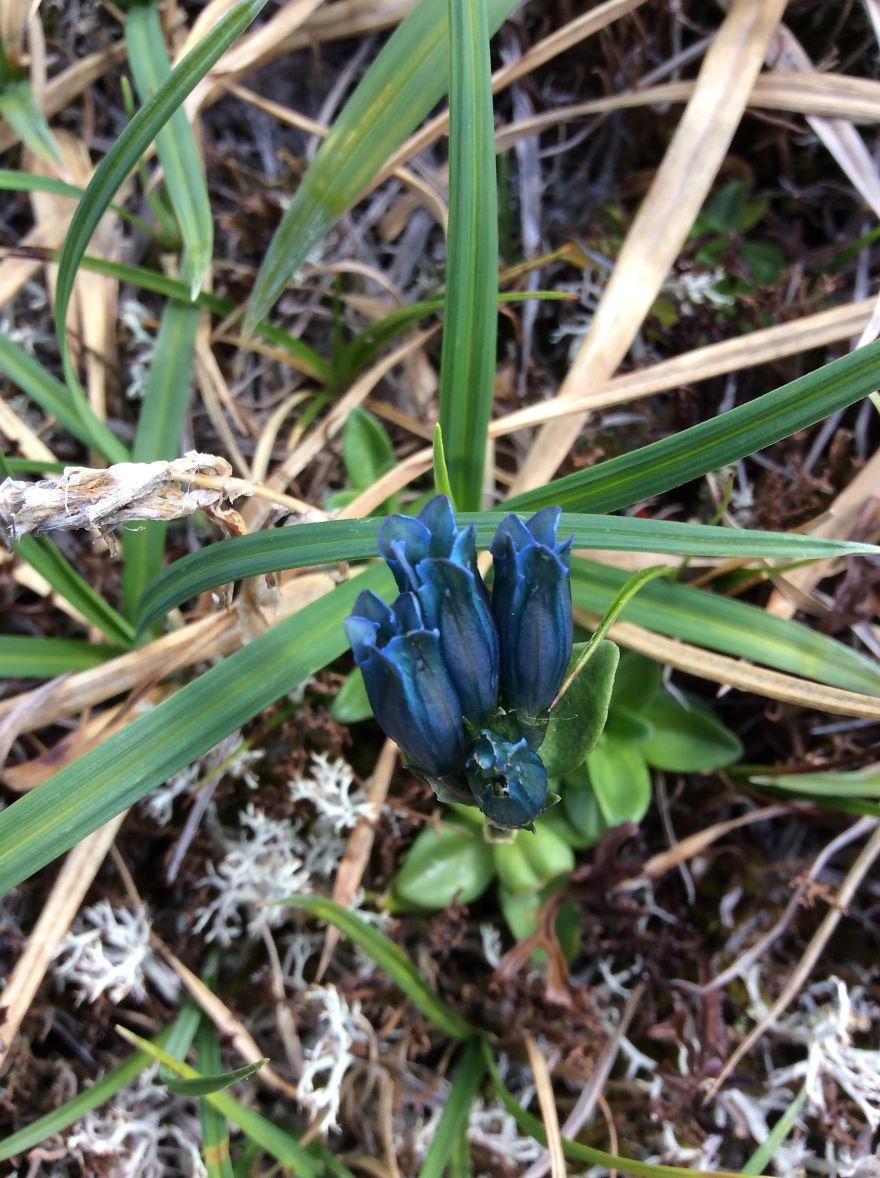 Alaskan Tundra Flowers!