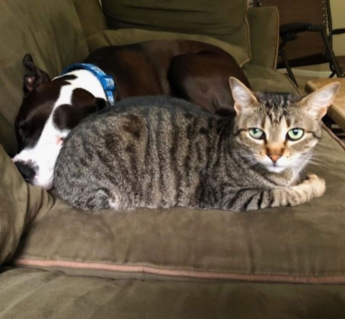 This Shelter Pit Bull Thinks He's A Cat, And His New Family Keeps Posting Photos That Prove It This Shelter Pit Bull Thinks He's A Cat, And His New Family Keeps Posting Photos That Prove It