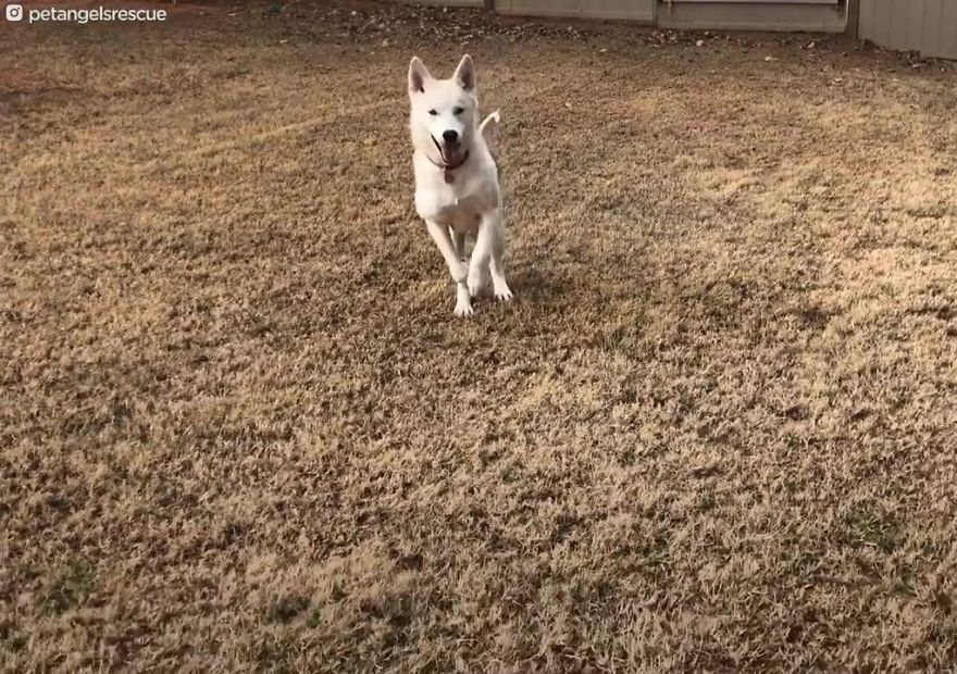 Cruel Man Starves Husky As Revenge On His Wife That Divorced Him, The Dog Undergoes Amazing Transformation After Being Rescued