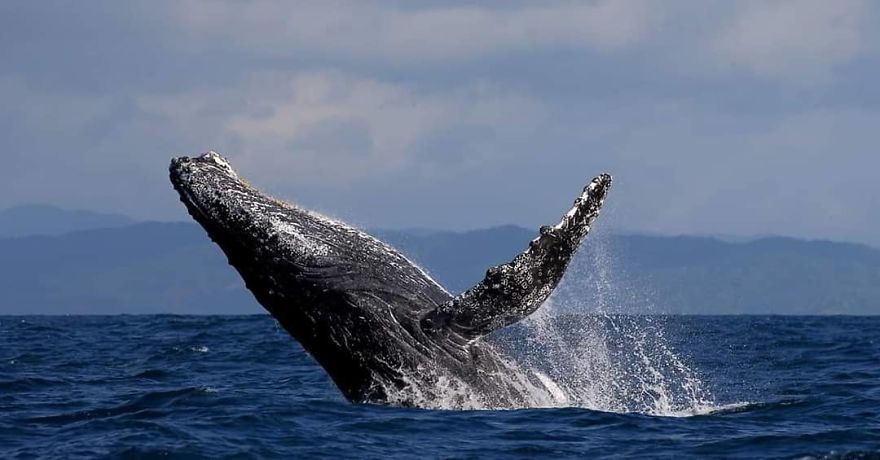 This Russian Photographer Travels To Dangerous Places To Show The Beauty Of Wildlife