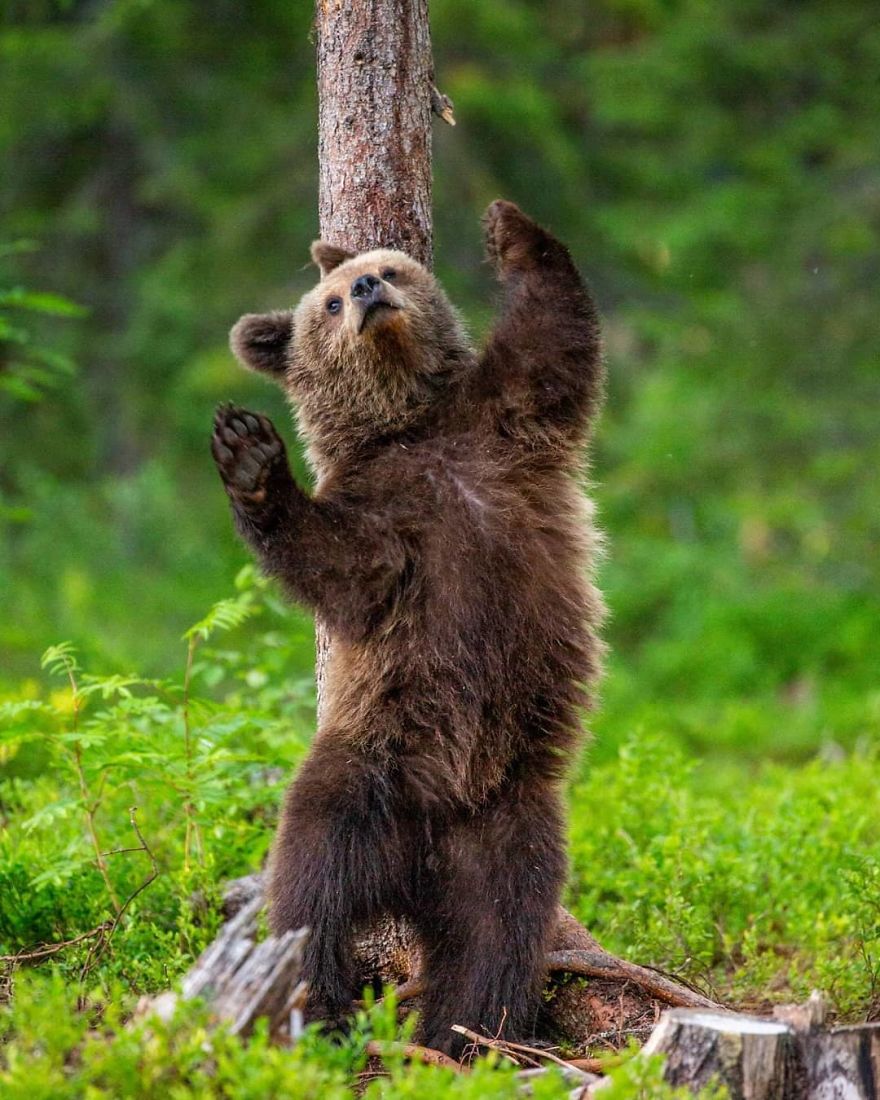 This Russian Photographer Travels To Dangerous Places To Show The Beauty Of Wildlife