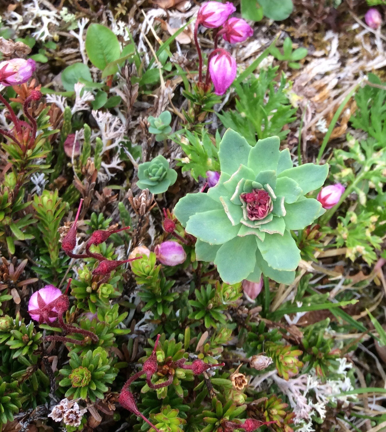Alaskan Tundra Flowers!