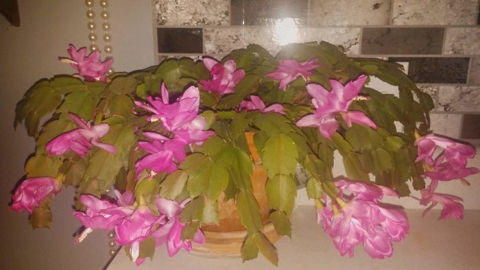 Cactus Octavius...is My Favorite. Adopted Him By A Pinch From My Now Passed Aunt Pinkies Mama Plant...10 Years Ago. Can Only Admit He Is My Favorite In Writing, Lest The Other 22 Hear Me Say So...they Too Are My Favs