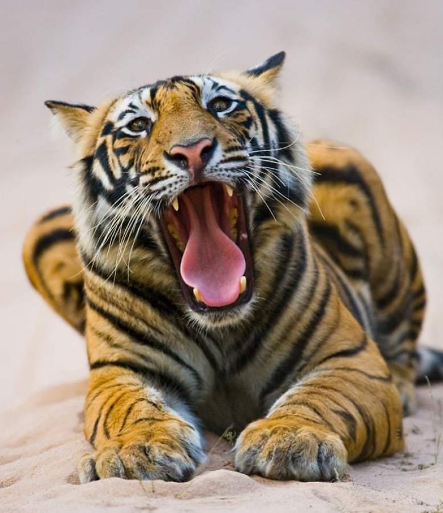 This Russian Photographer Travels To Dangerous Places To Show The Beauty Of Wildlife