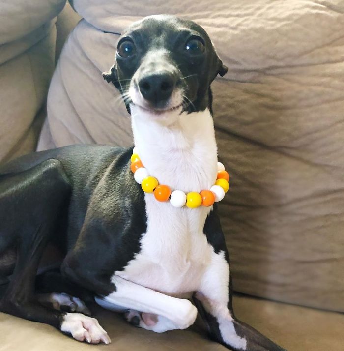 This Dog Is Gaining The Internet Because Of Its Delicious Human Expressions