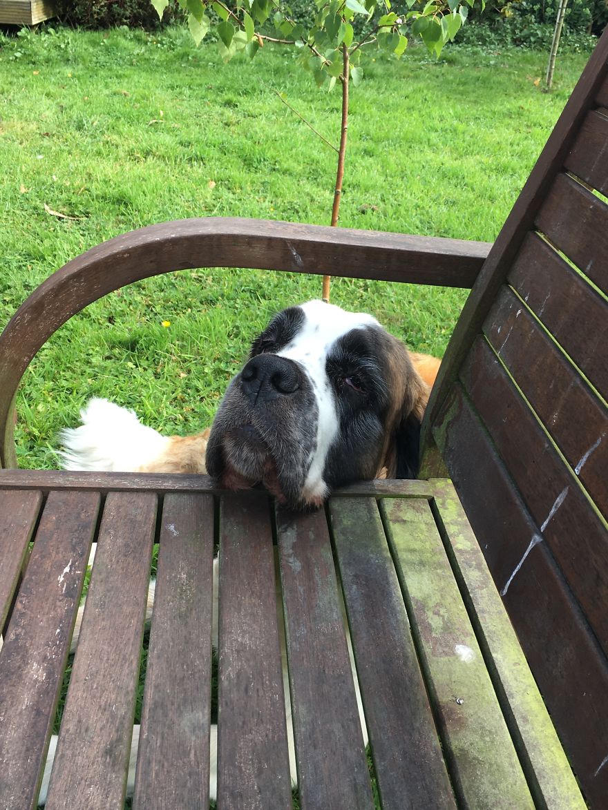 Meet Daisy, The 55kg St Bernard Who Had To Be Rescued From England’s Highest Mountain