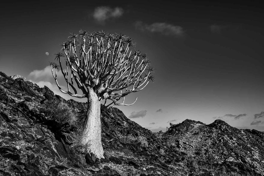 Moonrise Over Quiver Tree Mountain