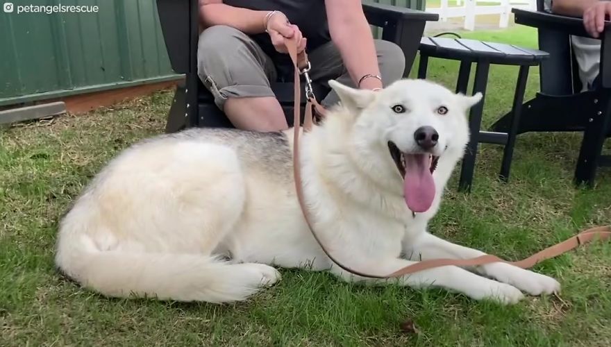Cruel Man Starves Husky As Revenge On His Wife That Divorced Him, The Dog Undergoes Amazing Transformation After Being Rescued