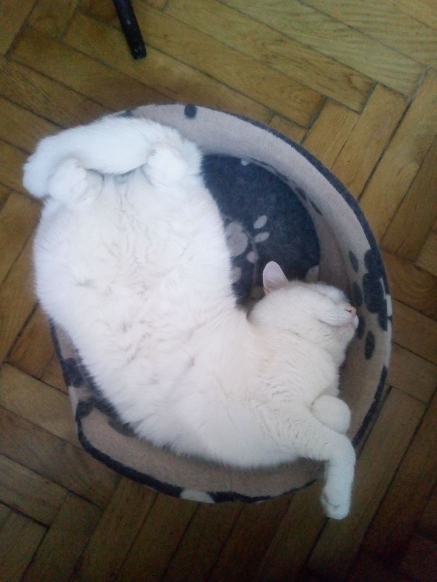 We Adopted A Stray Kitten, And He Grew Up Into A Lean Mean Posing Machine