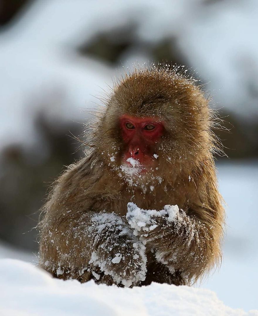This Russian Photographer Travels To Dangerous Places To Show The Beauty Of Wildlife