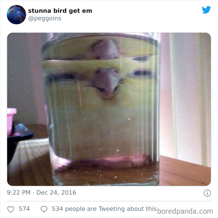 Pets-Animals-Behind-Glasses