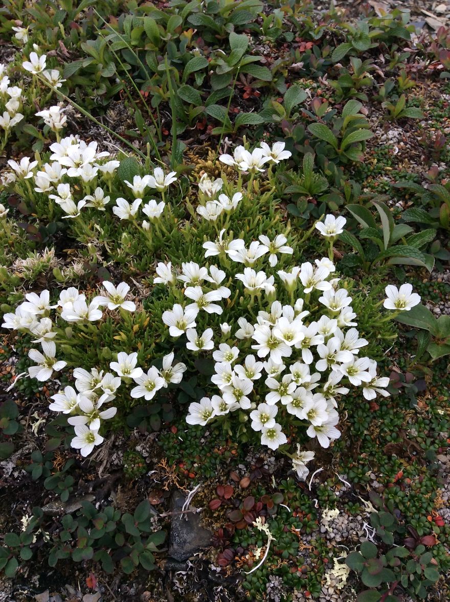 Alaskan Tundra Flowers!