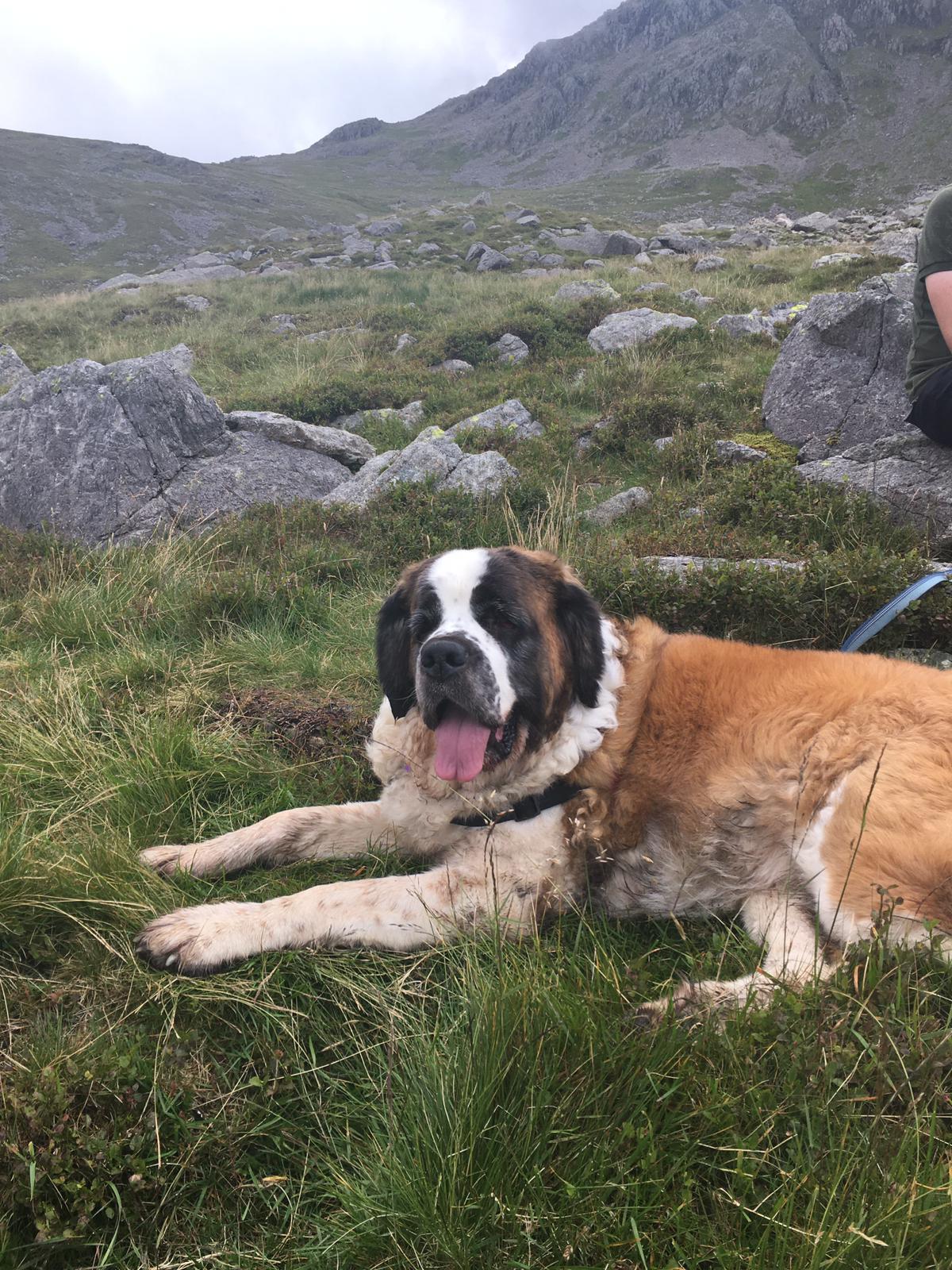 Meet Daisy, The 55kg St Bernard Who Had To Be Rescued From England’s Highest Mountain