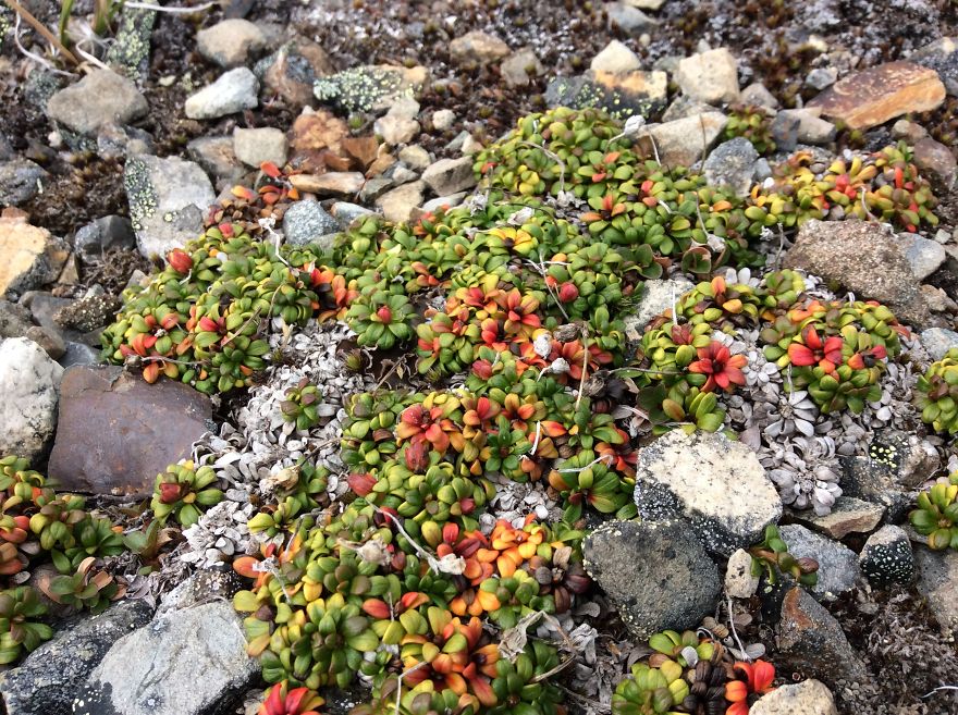 Alaskan Tundra Flowers!