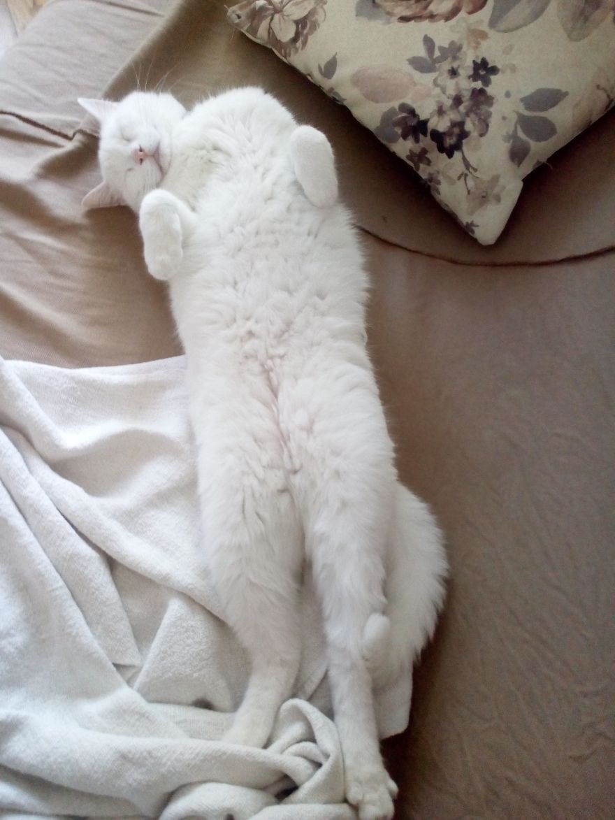 We Adopted A Stray Kitten, And He Grew Up Into A Lean Mean Posing Machine