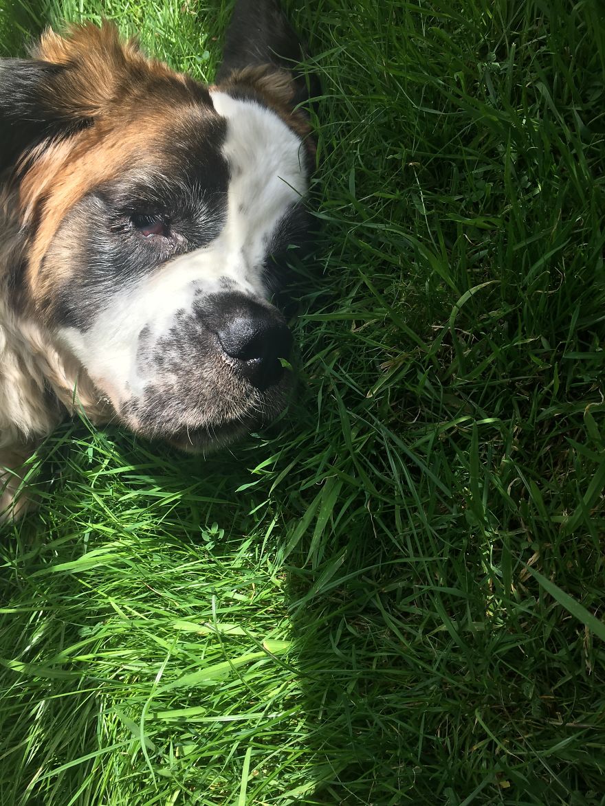 Meet Daisy, The 55kg St Bernard Who Had To Be Rescued From England’s Highest Mountain