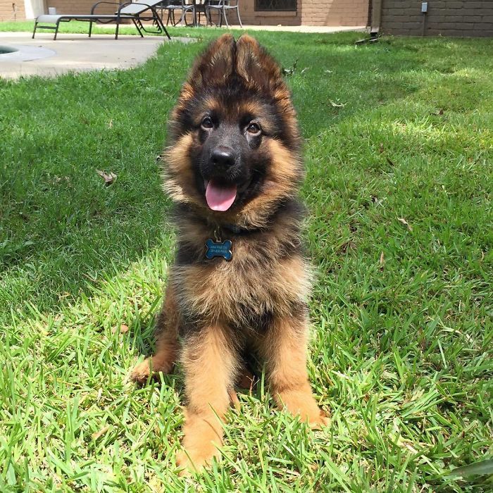 I Brought This Fluffball Home