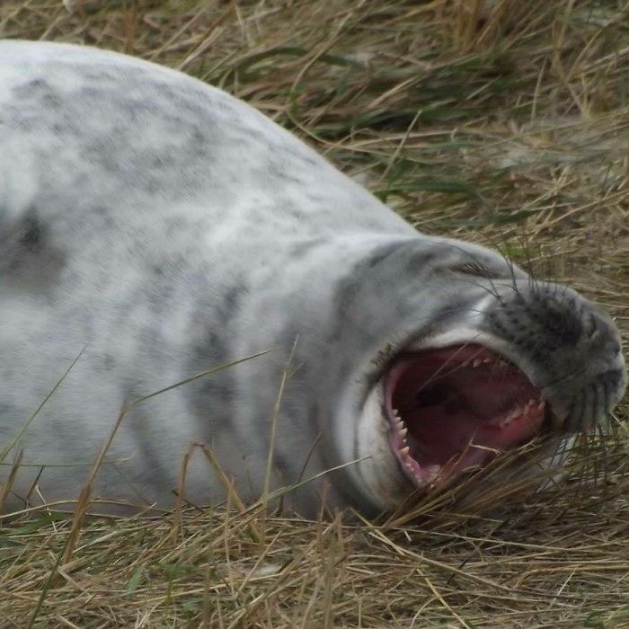 Funny-Laughing-Seals