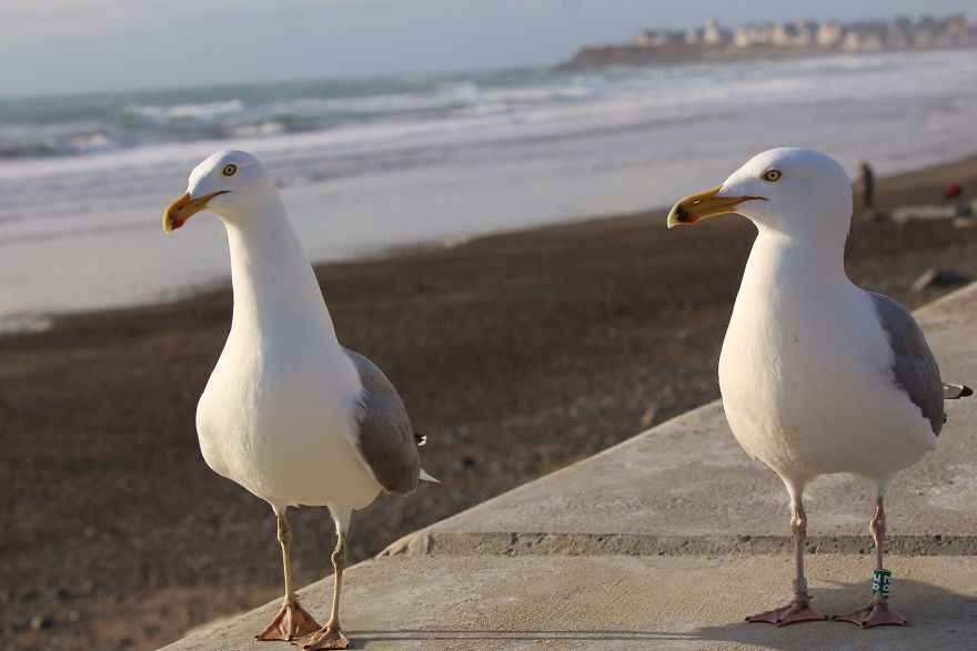 A Seagull's Take On Raising Kids During A Pandemic